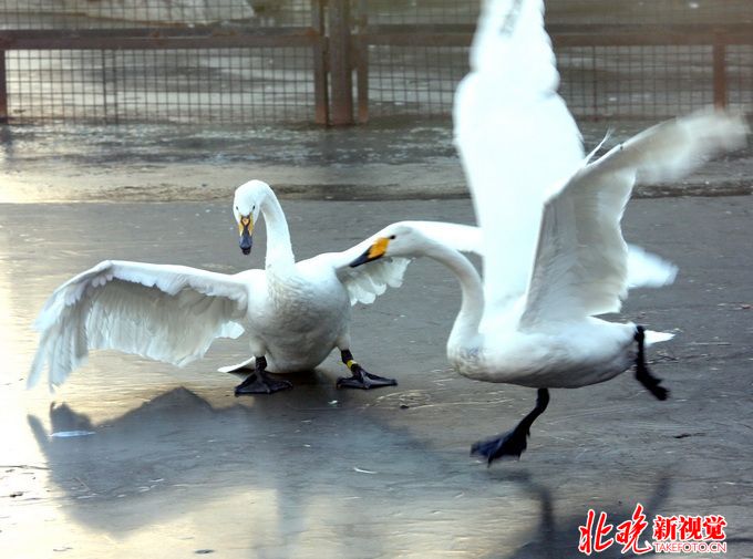 游泳遭天鹅围攻 网友调侃-俄罗斯的鹅也是战斗力满满