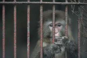 重庆“一个人的动物园”已停业整顿 私人动物园靠什么维系？