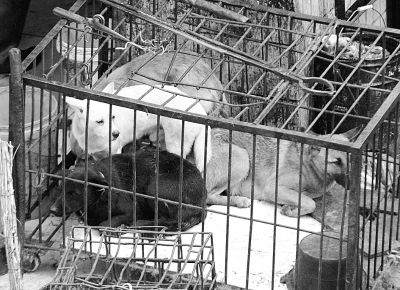 等待宰杀的各种狗关在笼子里。记者金振强摄