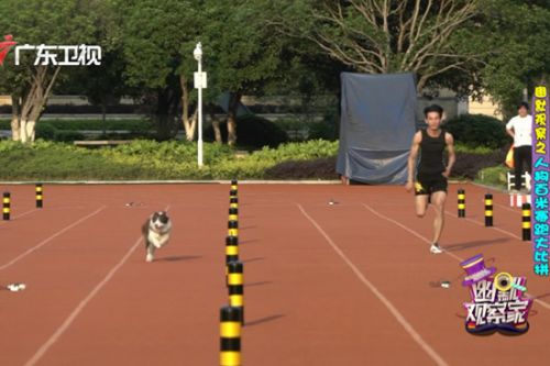 《幽默观察家》运动员PK宠物犬 百米赛跑谁将获胜