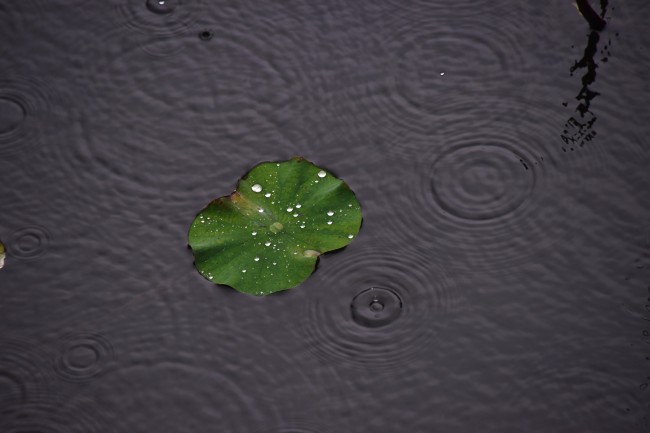 陌生人给她快递一箱苹果毒死了两只老鼠